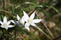Ornithogalum divergens