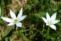Ornithogalum divergens