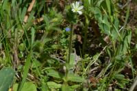 Cerastium brachypetalum