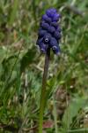 Muscari neglectum