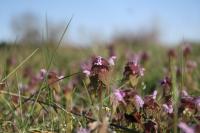 Lamium purpureum
