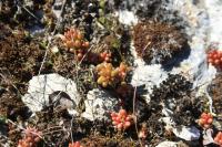 Sedum album