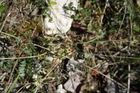 Anthyllis vulneraria