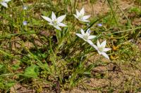 Ornithogalum divergens