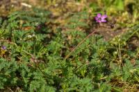 Erodium cicutarium