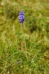 Muscari neglectum