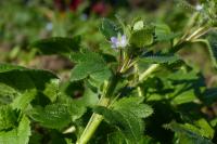 Veronica hederifolia