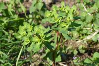 Euphorbia helioscopia