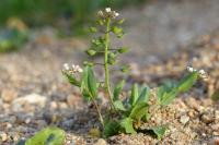 Microthlaspi perfoliatum