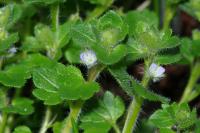 Veronica hederifolia
