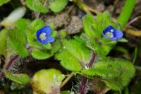 Veronica arvensis