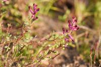 Fumaria officinalis