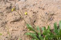 Diplotaxis tenuifolia