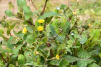Sonchus oleraceus