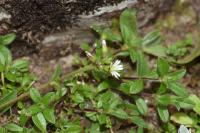 Cerastium fontanum