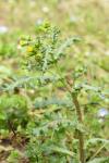 Senecio vulgaris