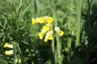 Primula veris