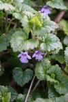 Glechoma hederacea
