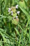 Lamium purpureum