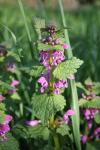 Lamium maculatum
