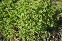 Euphorbia peplus