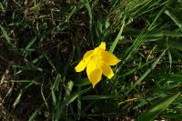 Tulipa sylvestris subsp. sylvestris