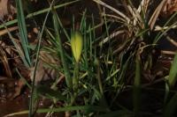 Tulipa sylvestris subsp. sylvestris