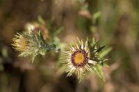 Carlina vulgaris