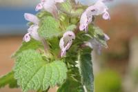 Lamium purpureum