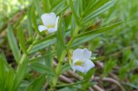 Gratiola officinalis