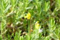 Utricularia neglecta
