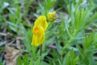 Utricularia neglecta