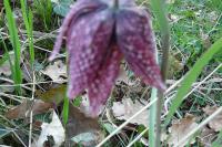 Fritillaria meleagris