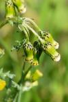 Senecio vulgaris