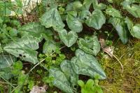 Cyclamen hederifolium