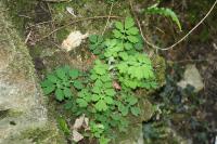 Chelidonium majus
