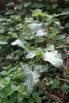 Arum maculatum