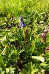 Muscari neglectum