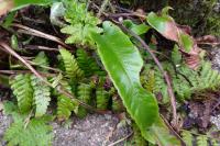 Asplenium scolopendrium