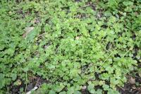 Veronica hederifolia