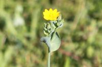 Blackstonia perfoliata