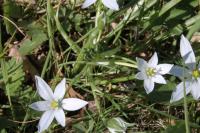 Ornithogalum umbellatum