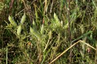 Lupinus angustifolius
