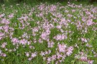 Lychnis flos-cuculi