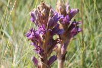 Orobanche caryophyllacea
