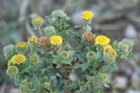 Pulicaria vulgaris