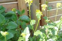 Sinapis alba