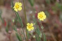 Tuberaria guttata