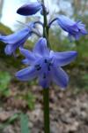 Hyacinthoides non-scripta