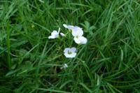 Cardamine pratensis